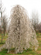 snow fountain cherry