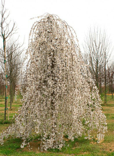 snow fountain cherry