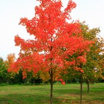 sugar maple