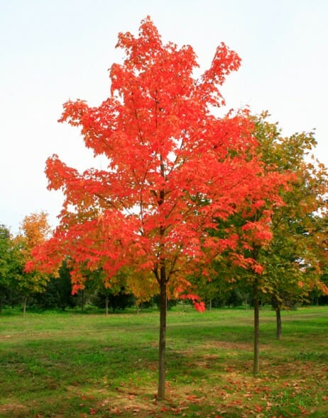 sugar maple