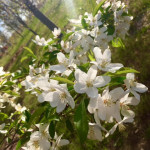 sugartyme-crabapple-malus-flower