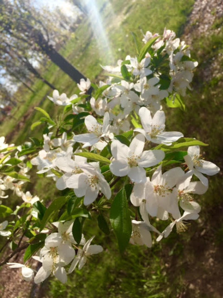 sugartyme-crabapple-malus-flower