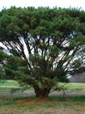 tanyosho pine