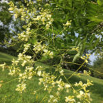 Sophora Japonica 'Halka' Flower