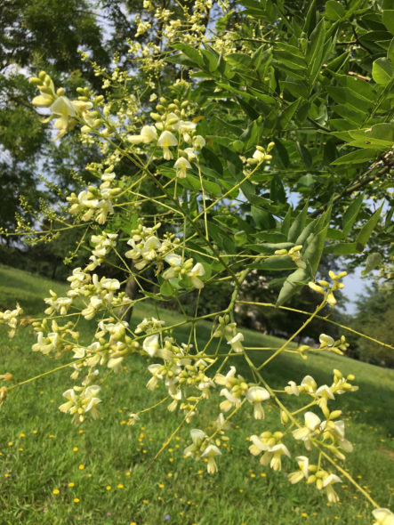 Sophora Japonica 'Halka' Flower