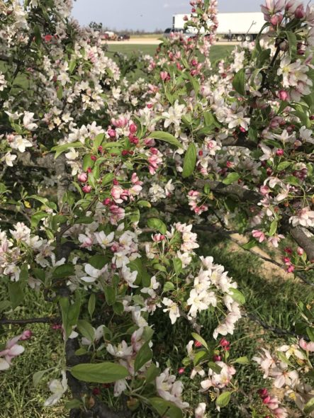 Zumi Crabapple Flower