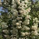 Styrax Japonica Flower