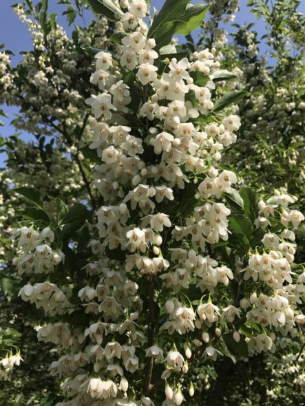 Styrax Japonica Flower