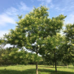 Sophora Japonica 'Halka'