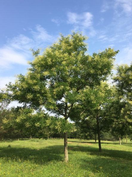 Sophora Japonica 'Halka'