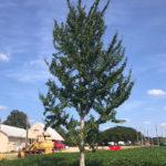 ginkgo biloba 'Princeton sentry'