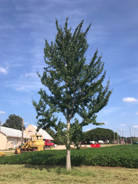 ginkgo biloba 'Princeton sentry'