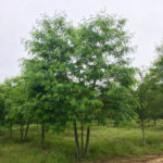 Multi stem Skyline honeylocust spring view