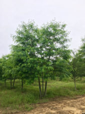 Multi stem Skyline honeylocust spring view