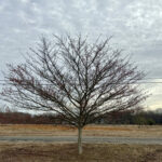 Winter king Hawthorne- crataegus Winter View