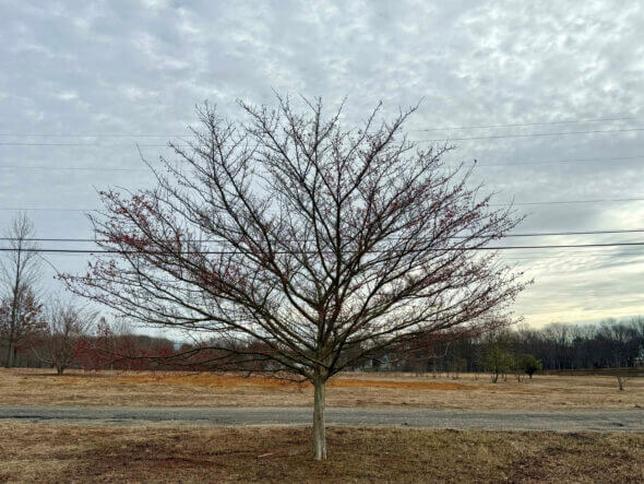 Winter king Hawthorne- crataegus Winter View