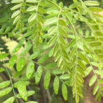 Multi stem Skyline honeylocust foliage