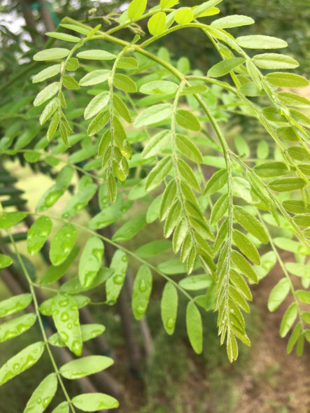 Multi stem Skyline honeylocust foliage