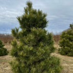 Japanese Black Pine - Pinus