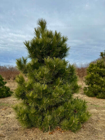 Japanese Black Pine - Pinus