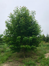Yulan Magnolia Spring View
