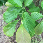 Yulan Magnolia Foliage