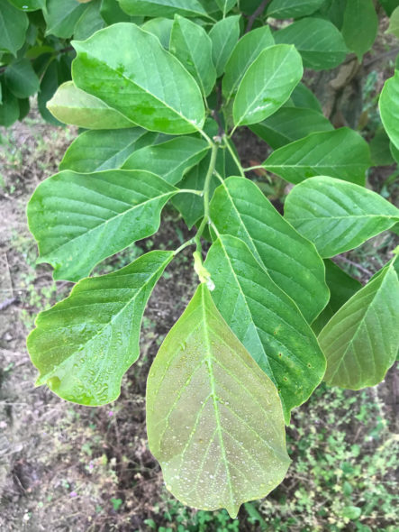 Yulan Magnolia Foliage