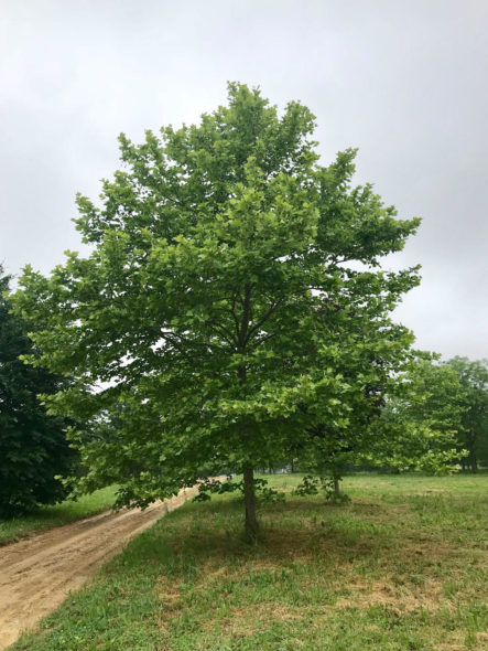 Bloodgood London Plane Spring View