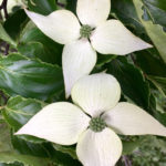 Cornus Kousa Flower