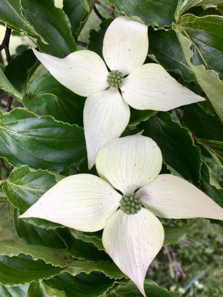 Cornus Kousa Flower