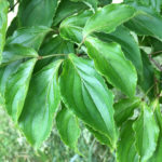 Cornus Kousa Foliage