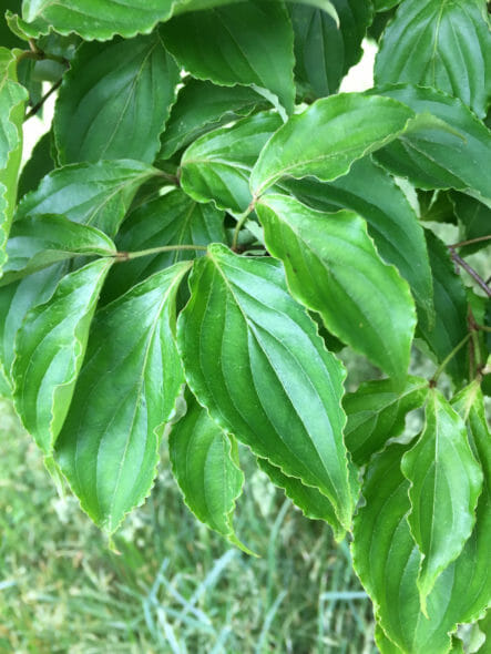 Cornus Kousa Foliage