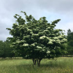 Cornus Kousa Spring View