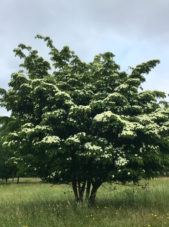 Cornus Kousa Spring View