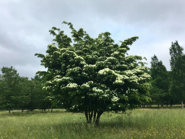 Cornus Kousa Spring View