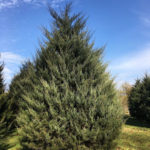 Juniperus virgiana