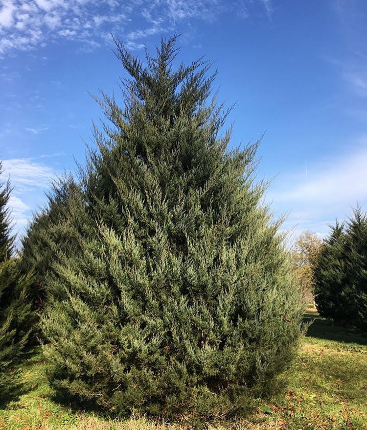 Manhattan Blue Juniper Halka Nurseries