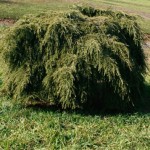 weeping canadian hemlock