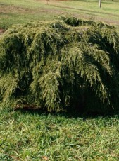 weeping canadian hemlock