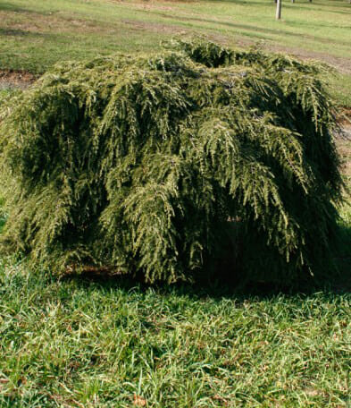 weeping canadian hemlock