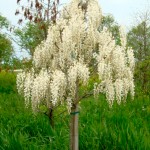 white wisteria tree