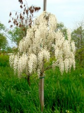 white wisteria tree