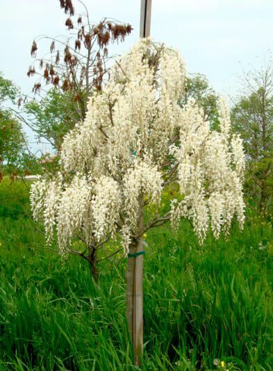 white wisteria tree