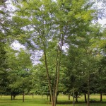 20140819-Multi-stem Halka Honeylocust (1)