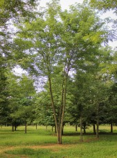 20140819-Multi-stem Halka Honeylocust (1)