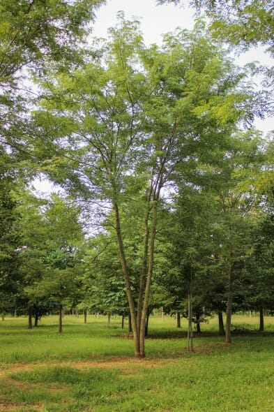 20140819-Multi-stem Halka Honeylocust (1)