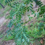 20140819-Multi-stem Halka Honeylocust (4)