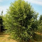 20140821-Dura-Heat River Birch (1)