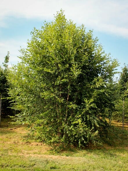 20140821-Dura-Heat River Birch (1)