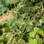 20140821-Dura-Heat River Birch (3)